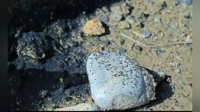 'Андижоннинг Қирғизистон билан чегарадош ҳудудларида номаълум ҳашарот пайдо бўлди'ning rasmi