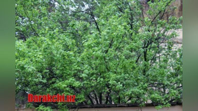 'Эртага Ўзбекистоннинг бир қатор ҳудудларида ёмғир ёғади'ning rasmi