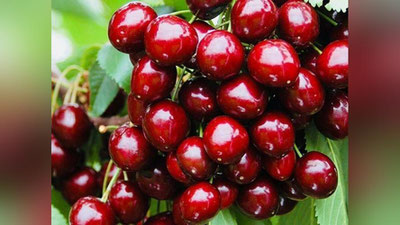 'Ўзбекистоннинг гилос эксперти бўйича статистика очиқланди'ning rasmi