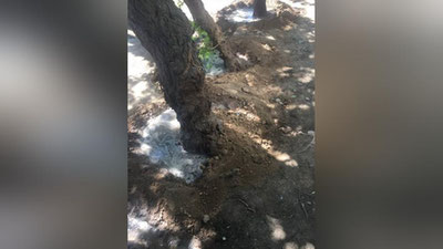 'Тошкент марказида куйдирилган дарахтлар минерал ўғитлар билан парваришланмоқда'ning rasmi