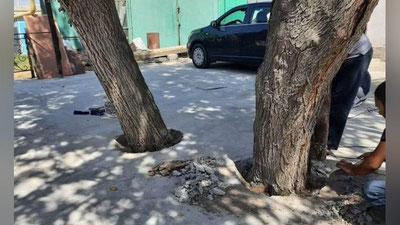 'Toshkent viloyatida daraxtlar tagi betonlab tashlangani aniqlandi'ning rasmi