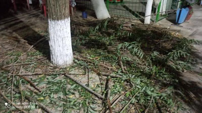 'Navbatdagi daraxt kesish holati Sirdaryoda sodir bo`ldi'ning rasmi