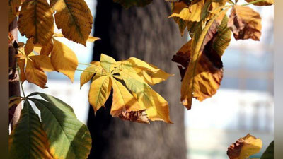 '24 oktyabr kuni kutilayotgan ob-havo ma`lumoti e`lon qilindi'ning rasmi
