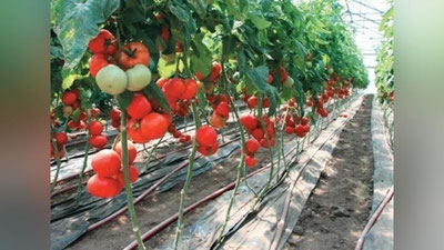 '⚡️Issiqxonalarni ko`mir bilan isitishga o`tilishi mumkin'ning rasmi