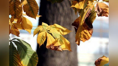'"O`zgidromet" dam olish kunlari uchun ob-havo ma`lumotini e`lon qildi'ning rasmi