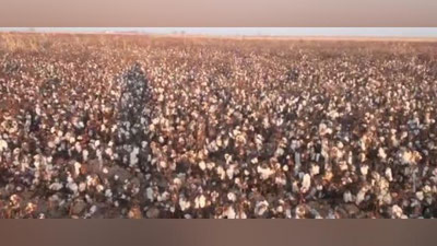 'Qashqadaryoda terilmagan paxta borligi ma`lum bo`ldi'ning rasmi