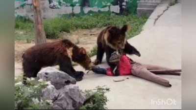 'Andijondagi hayvonot bog`ida ayiqlar zoopark ishchisiga hujum qilgani, oqibatda fuqaro vafot etgani aytilmoqda'ning rasmi