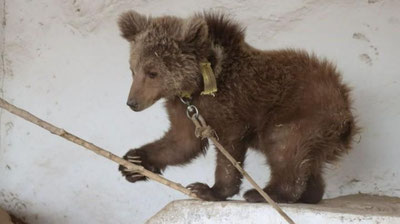 'Surxondaryoda noyob qo`ng`ir ayiqning bolasi saqlab qolindi'ning rasmi