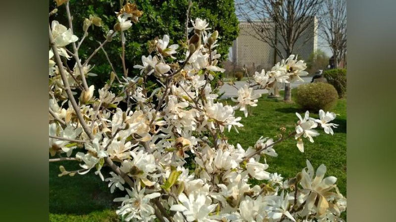 'Bahorning ilk kunida harorat 20 daraja iliq bo`ladi'ning rasmi