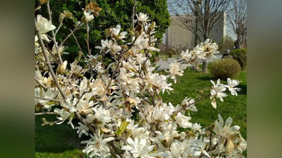 'Bahorning ilk kunida harorat 20 daraja iliq bo`ladi'ning rasmi