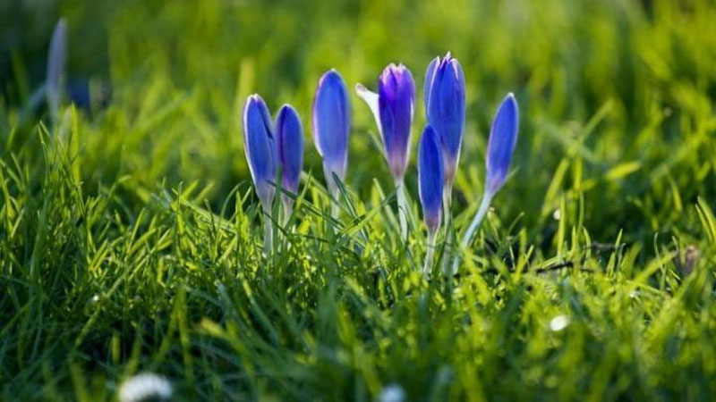 'Mart oyi iliq va yomg`irli o`tishi prognoz qilindi'ning rasmi