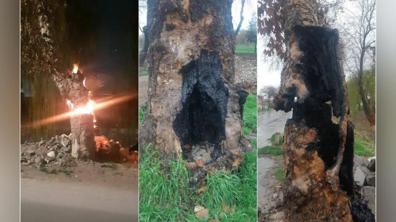 'Toshkentda chinorlar yoqib yuborildi'ning rasmi