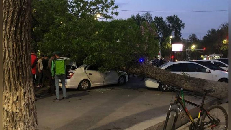 'Toshkentda daraxt avtomobillar ustiga quladi'ning rasmi