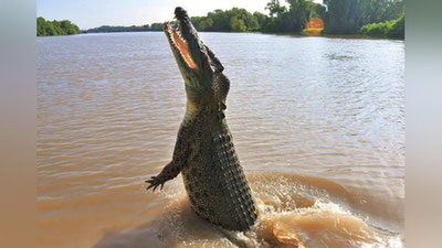 'Bedarak yo`qolgan 65 yoshli erkakning jasadi timsoh ichidan topildi'ning rasmi