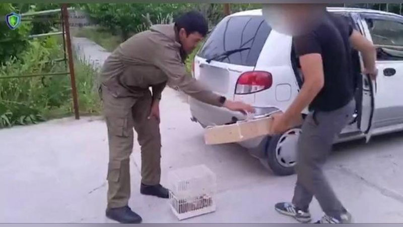 'Toshkent viloyatida bulbul ovlagan shaxsga qariyb 7 mln jarima belgilandi (video)'ning rasmi