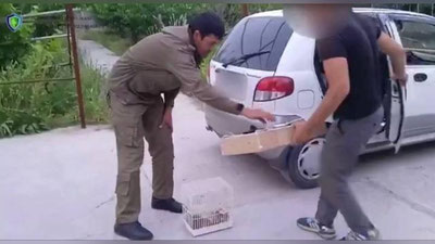 'Toshkent viloyatida bulbul ovlagan shaxsga qariyb 7 mln jarima belgilandi (video)'ning rasmi