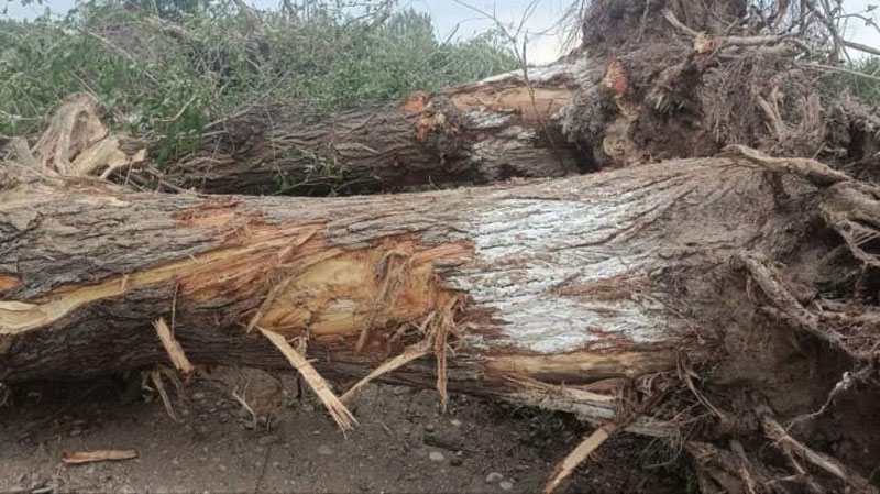 'Farg`onada chegara atrofidagi 12 tup manzarali daraxt qo`porib tashlandi'ning rasmi