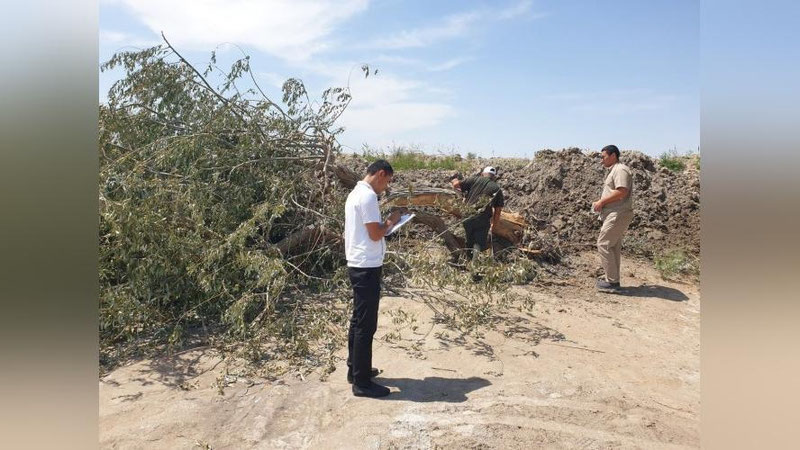 'Xorazmda 62 tup daraxt qo`porib tashlanishi oqibatida tabiatga 550 mln so`m zarar etkazildi'ning rasmi