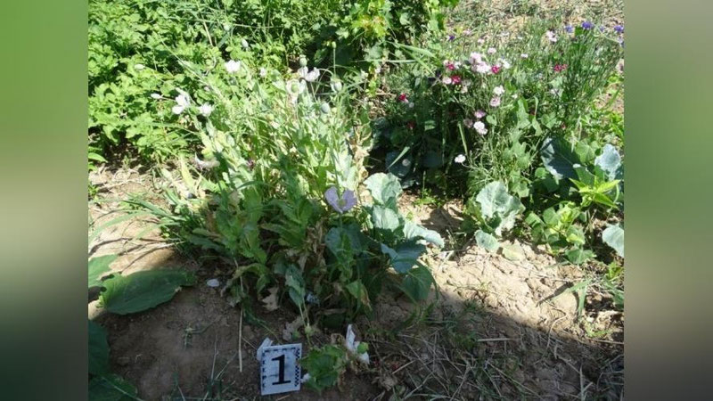 'Xorazmda o`z uyida 64 tup "ko`knor" o`simligini etishtirgan ayol qo`lga olindi'ning rasmi