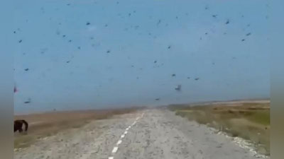 'Qozog`iston dalalari chigirtkalar hujumiga duch keldi (video)'ning rasmi
