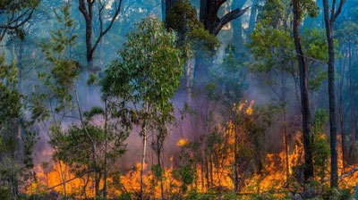 'Грецияда ўрмон ёнғинлари юз бермоқда'ning rasmi