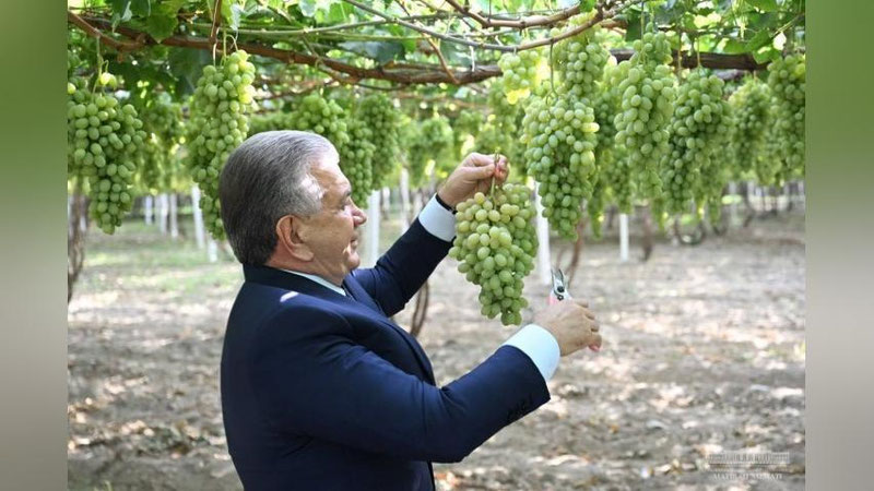 'Prezident Farg`onaga tashrifini Oltiariqdan boshladi. Davlatimiz rahbari tumandagi uzumzorni ko`zdan kechirdi, xo`jalik faoliyati xususida fermer bilan suhbatlashdi.'ning rasmi