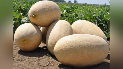 'O`zbekiston 6 oyda qovun eksportidan 16,7 mln daromad ko`rdi'ning rasmi