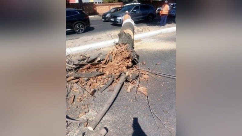 'Chilonzorda daraxtlar polietilen plyonka bilan yopib chiqilgani sababli qurib qolgan — Ekologiya vazirligi'ning rasmi