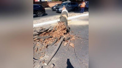 'Chilonzorda daraxtlar polietilen plyonka bilan yopib chiqilgani sababli qurib qolgan — Ekologiya vazirligi'ning rasmi