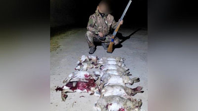 'Сурхондарёда 17 бош ёввойи қум товушқонини овлаган шахс ушланди'ning rasmi