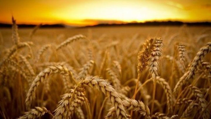 'Биржада буғдой, цемент ва суюлтирилган газ нархи пасайди'ning rasmi