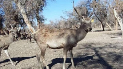 'O`zbekistonda “Qizil kitob”ga kiritilgan hayvonlardan foydalanish tartibini buzganlik uchun undiriladigan to`lov 10 baravarga oshirildi'ning rasmi