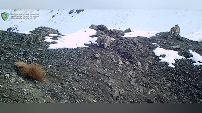 'Hisor tog`larida 4 ta Qor qoploni video tasvirga tushdi (video)'ning rasmi