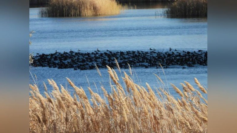 'Qoraqalpog`istondagi Sudoche ko`llar tizimi rasman xalqaro ahamiyatga ega bo`lgan suv-botqoq erlari nominasiyasiga kiritildi'ning rasmi