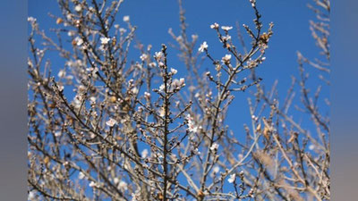 'Surxondaryoda bodom gulladi'ning rasmi