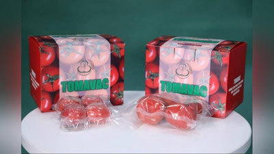 'O`zbek olimlari pomidordan yangi avlod COVID-19 vaksinasi yaratdi'ning rasmi