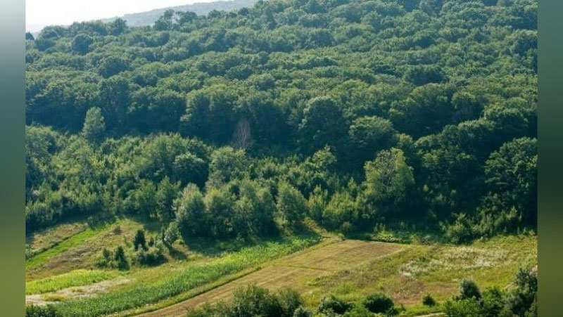 'O`zbekistonda 4 300 gektar o`rmon erlari egallab olingan'ning rasmi