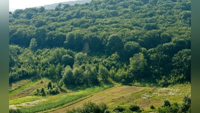 'O`zbekistonda 4 300 gektar o`rmon erlari egallab olingan'ning rasmi