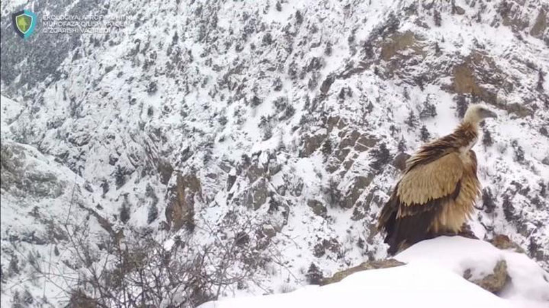 'Hisor davlat qo`riqxonasida oq boshli qumoy foto-qopqonga tushdi (video)'ning rasmi