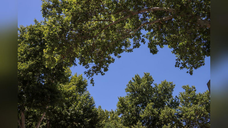 'Бугун ҳам Ўзбекистонда ҳарорат 42 даражагача исийди'ning rasmi