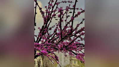 'Bugun havo o`zgarib turadi, yog`ingarchilik bo`lmaydi'ning rasmi