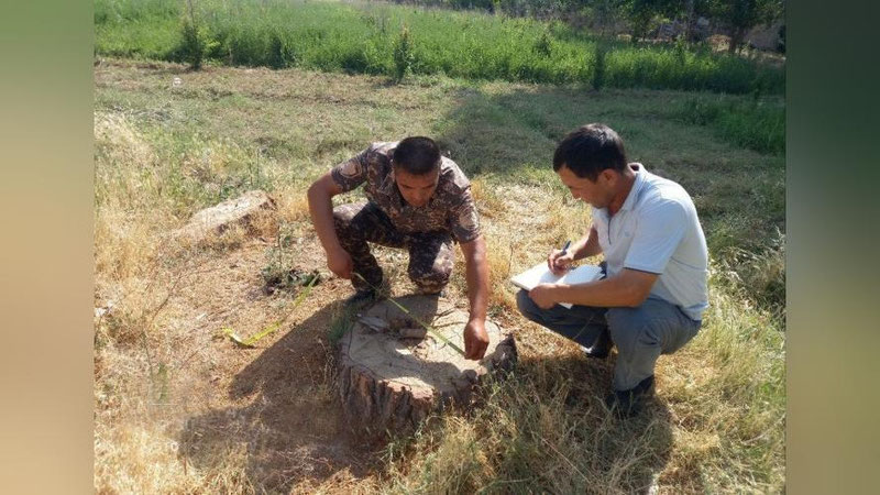 'Surxondaryoda 8 tup daraxtni kesganlar tabiatga 550 mln so`m zarar keltirdi'ning rasmi