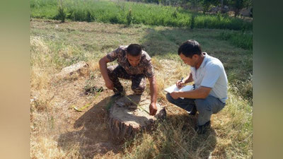 'Surxondaryoda 8 tup daraxtni kesganlar tabiatga 550 mln so`m zarar keltirdi'ning rasmi