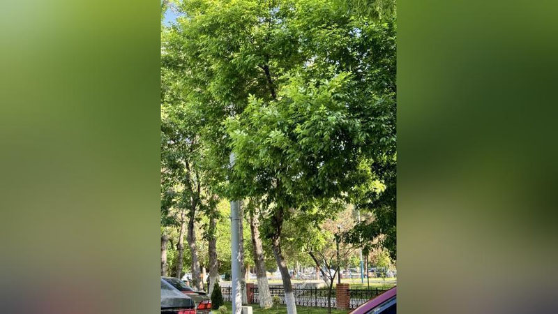 '1 may kungi ob-havo ma`lumoti e`lon qilindi'ning rasmi