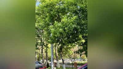 '1 may kungi ob-havo ma`lumoti e`lon qilindi'ning rasmi