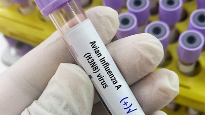 'JSST parranda grippining odamlarga yuqish xavfi yuqoriligidan ogohlantirdi'ning rasmi