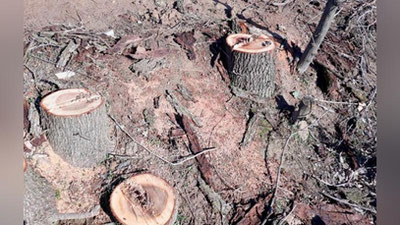 Изрображение 'Рабочая группа постановила не уничтожать 51 тысячу деревьев ради дорог в Сурхандарье и Бухаре'