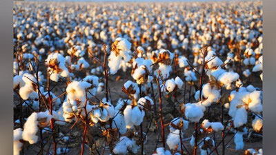 'Paxta maydonlarining har gektariga 1 mln so`mdan subsidiya beriladi'ning rasmi