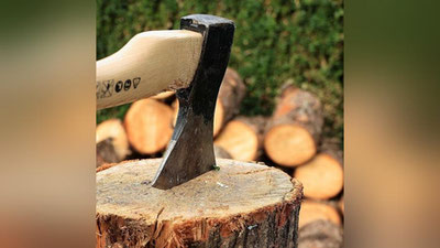 'Daraxt kesganlik uchun jarima miqdori 5 baravarga oshirildi'ning rasmi