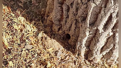 'o`simlik dunyosiga 1 milliard 97 million 184 ming so`m zarar etkazilgan'ning rasmi